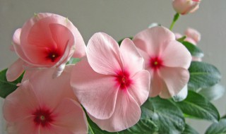 长春花的花语是什么意思 长春花的花语是什么?