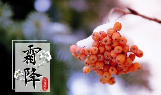 24节气霜降应该吃什么（霜降吃什么食物）