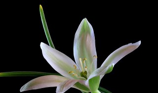 伯利恒之星的花语及含义是什么 柏利恒之星花语