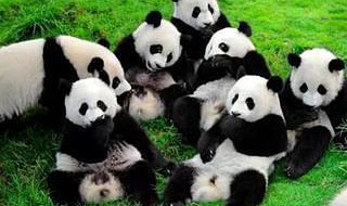 成都大熊猫繁育研究基地介绍 成都大熊猫繁育研究基地介绍略文400字