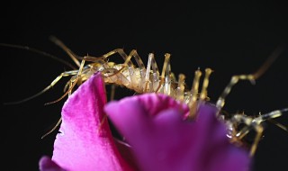 杀蚰蜒小妙招 杀死蚰蜒的方法