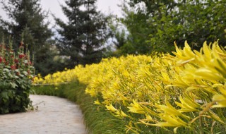 为什么开花的黄花菜不能吃 为什么开花的黄花菜不能吃了