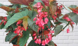 竹节海棠怎么养护长的好开花多（竹节海棠花怎么养殖方法）