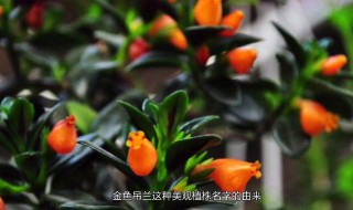 新买的金鱼吊兰咋养（新买的金鱼吊兰咋养护）