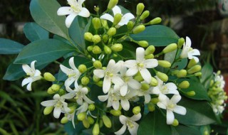 九里香怎么养才能开花 郁金香开完花后种球怎么办