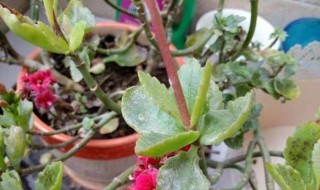 长寿花白粉病怎么办（长寿花白粉病是什么原因）