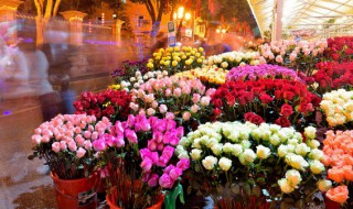 怎样修剪玫瑰花才能更旺盛（怎么样修剪玫瑰花好看）