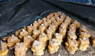 在家怎么种桑黄（在家怎么种桑黄′药材并取回收多少钱斤）