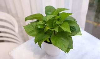 绿箩怎么养护长得才茂盛 绿箩怎么养护长得才茂盛视频
