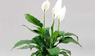 白掌有人说家里不能养（吸甲醛的绿植排名）