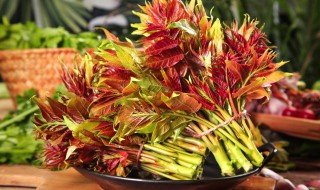 香椿芽怎样保存最新鲜 香椿芽怎样保存最新鲜不烂