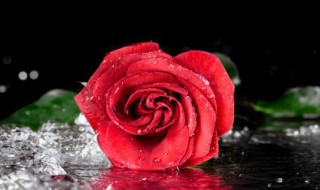 11朵玫瑰花代表什么意思 11朵玫瑰花代表什么意思生日祝福语