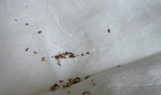 书虱怎样彻底清除 阴虱子最怕3个克星