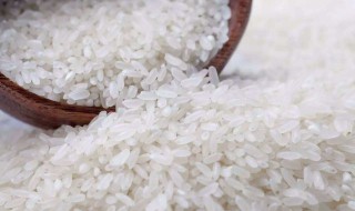 大米有虫子了怎样处理 生虫大米千万不能吃