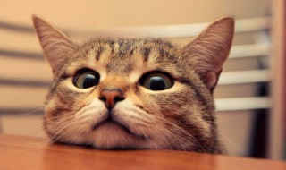 梦到被猫咬是什么意思（做梦梦到被猫咬是什么意思）