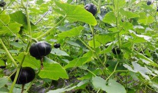 板栗南瓜怎么种植方法（板栗南瓜怎么种植方法图解）