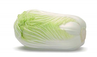 白菜怎么种植方法（白菜怎么种植方法视频教程）