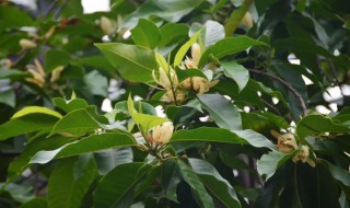 白兰树的种植方法 白兰树的种植方法视频
