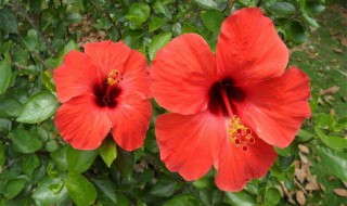 芙桑花怎么养殖方法 芙桑花什么时间修剪