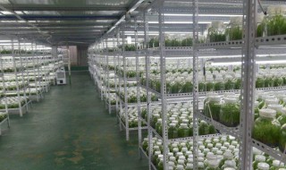 白芨培养基的制作方法（白芨培养基配方）