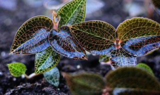 金线莲种植方法（金线莲作用与功效）