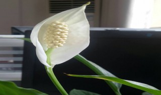 一帆风顺的养殖方法和注意事项 水培一帆风顺怎么养