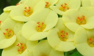 虎刺梅的养殖方法和注意事项 虎刺梅从风水讲家里养好不好