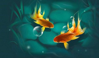 做梦梦到鱼（做梦梦到鱼在水里游是什么意思）