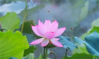 荷花的别称 菡萏