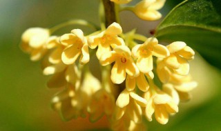 桂花开在什么季节 桂花开在什么季节开放