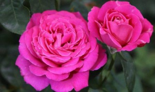 哪些花四季可种 哪些花四季可种活