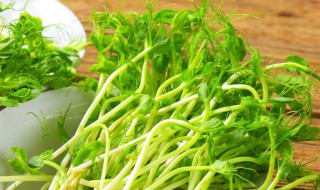 无须豌豆苗种植方法（无须豌豆苗种植方法图片）