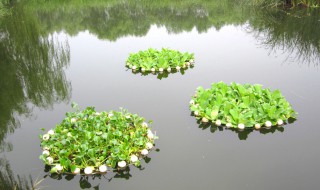 浮岛种植方法与技巧 浮岛种植方法与技巧图片