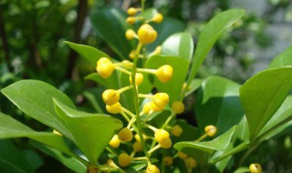 米兰花春季养护方法（米兰花的春季管理）