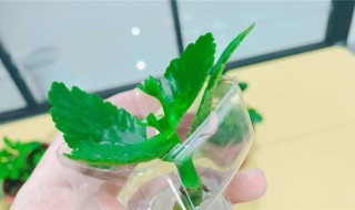水培油葵芽简单方法 水培油葵芽简单方法图解