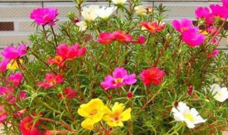 室内太阳花种植方法 室内太阳花怎么养