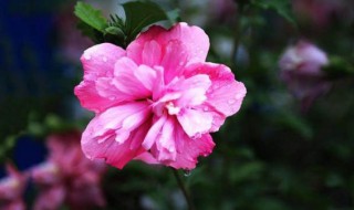 木槿花养护方法大全 木槿花养护方法大全图片