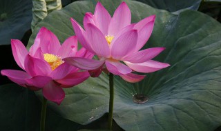 鱼塘水芙蓉怎么处理（鱼塘水芙蓉怎么处理干净）