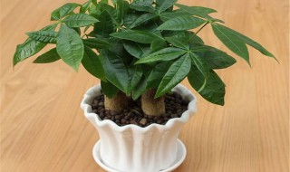 发财树养植的方法 发财树养殖教程