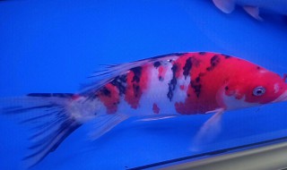 锦鲤死了怎么处理鱼缸 锦鲤死掉