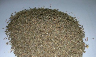 茴香炒盐的正确方法 茴香炒盐的做法