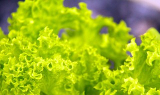 泡沫箱种生菜的方法（泡沫箱种蔬菜怎么种）
