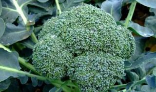 阳台西兰花种植方法 阳台 西兰花