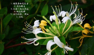 金银花蒸好还是不蒸好 金银花怎么晒干的做法