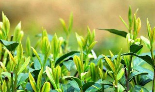 过期茶叶的八大妙用（茶叶放了6年还能喝吗）