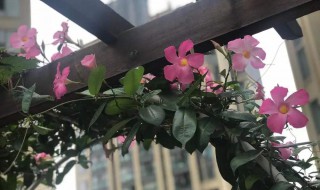 飘香藤的养殖方法和注意事项 万里飘香藤的养殖方法和注意事项