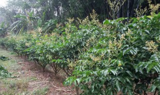 鸡心果树的栽培方法 鸡心果树的栽培方法和技术