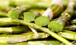 石解的功效与食用方法（石解怎样吃效果好）