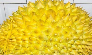 怎样挑榴莲 怎样挑榴莲最好吃的