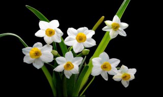 水仙花水培养殖方法 水仙花水培养殖方法图片